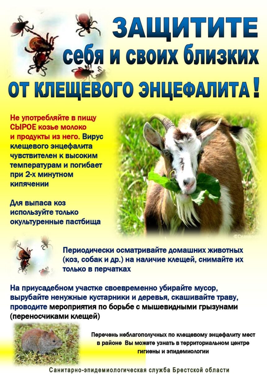 НЕ УПОТРЕБЛЯЙТ В ПИЩУ КОЗЬЕ МОЛОКО БЕЗ ТЕРМИЧЕСКОЙ ОБРАБОТКИ!